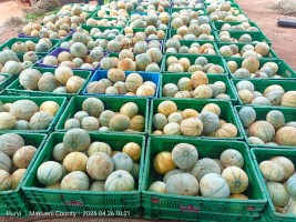 Cantaloupe from Kenya
